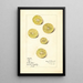Citrus aurantiifolia Key - Mary Daisy Arnold — framed artwork on a wall