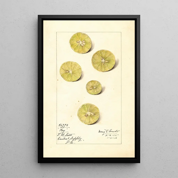 Citrus aurantiifolia Key - Mary Daisy Arnold — framed artwork on a wall