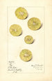 Citrus aurantiifolia Key - Mary Daisy Arnold — artwork view