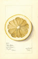 Citrus grandis Mahon Chaisee - Mary Daisy Arnold — artwork view