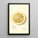 Citrus grandis Mahon Chaisee - Mary Daisy Arnold — framed artwork on a wall