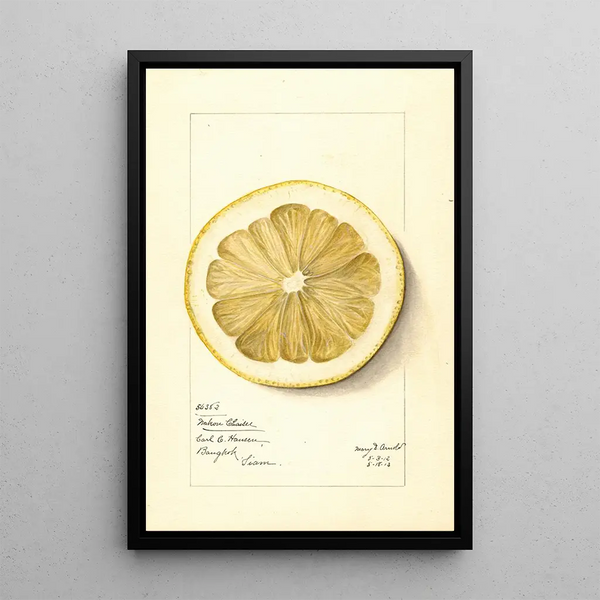Citrus grandis Mahon Chaisee - Mary Daisy Arnold — framed artwork on a wall