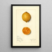 Citrus limon Bizarrie - Mary Daisy Arnold — framed artwork on a wall