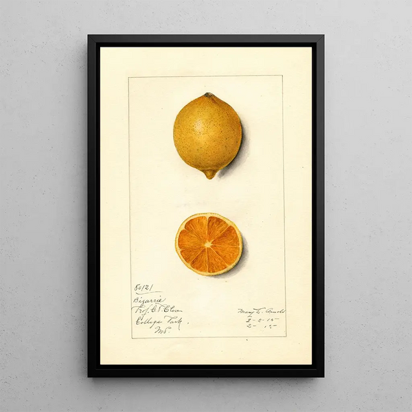 Citrus limon Bizarrie - Mary Daisy Arnold — framed artwork on a wall