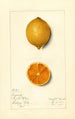 Citrus limon Bizarrie - Mary Daisy Arnold — artwork view