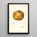 Citrus paradisi - Mary Daisy Arnold — framed artwork on a wall