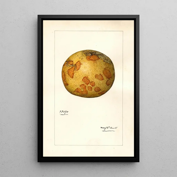 Citrus paradisi - Mary Daisy Arnold — framed artwork on a wall