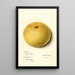Citrus paradisi Isle of Pines - Mary Daisy Arnold — framed artwork on a wall