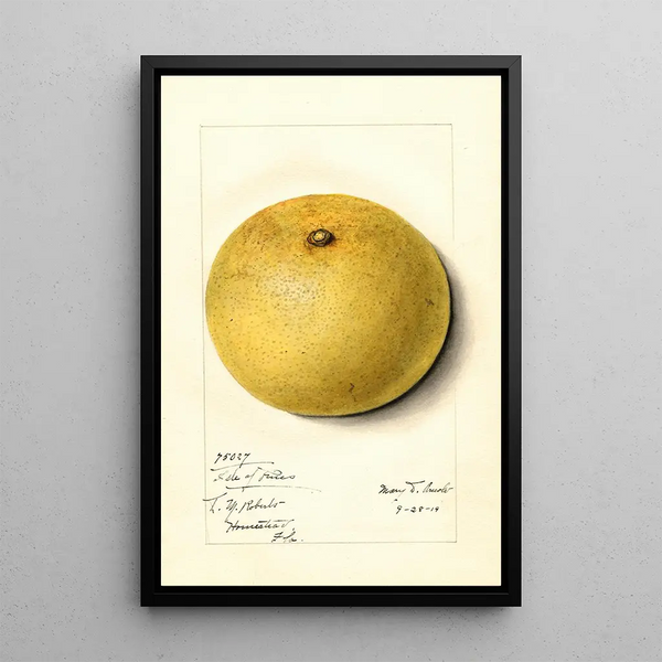 Citrus paradisi Isle of Pines - Mary Daisy Arnold — framed artwork on a wall