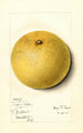 Citrus paradisi Isle of Pines - Mary Daisy Arnold — artwork view