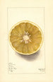 Citrus paradisi No - Mary Daisy Arnold — artwork view