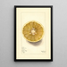 Citrus paradisi No - Mary Daisy Arnold — framed artwork on a wall