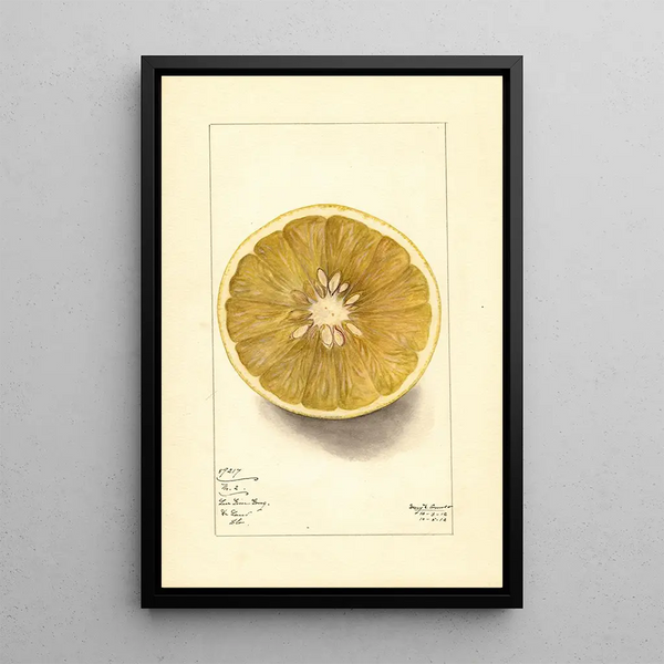 Citrus paradisi No - Mary Daisy Arnold — framed artwork on a wall