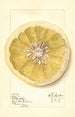 Citrus paradisi Patardia - Mary Daisy Arnold — artwork view
