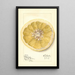 Citrus paradisi Patardia - Mary Daisy Arnold — framed artwork on a wall