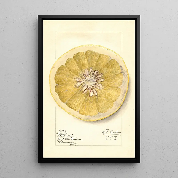 Citrus paradisi Patardia - Mary Daisy Arnold — framed artwork on a wall