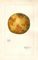 Citrus paradisi - Mary Daisy Arnold — artwork view