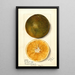 Citrus sinensis - Mary Daisy Arnold — framed artwork on a wall