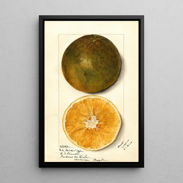 Citrus sinensis - Mary Daisy Arnold — framed artwork on a wall