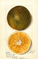 Citrus sinensis - Mary Daisy Arnold — artwork view