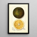 Citrus sinensis Navel - Mary Daisy Arnold — framed artwork on a wall