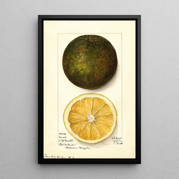 Citrus sinensis Navel - Mary Daisy Arnold — framed artwork on a wall