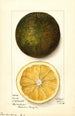 Citrus sinensis Navel - Mary Daisy Arnold — artwork view