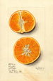 Citrus sinensis Temple - Mary Daisy Arnold — artwork view