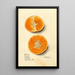 Citrus sinensis Temple - Mary Daisy Arnold — framed artwork on a wall