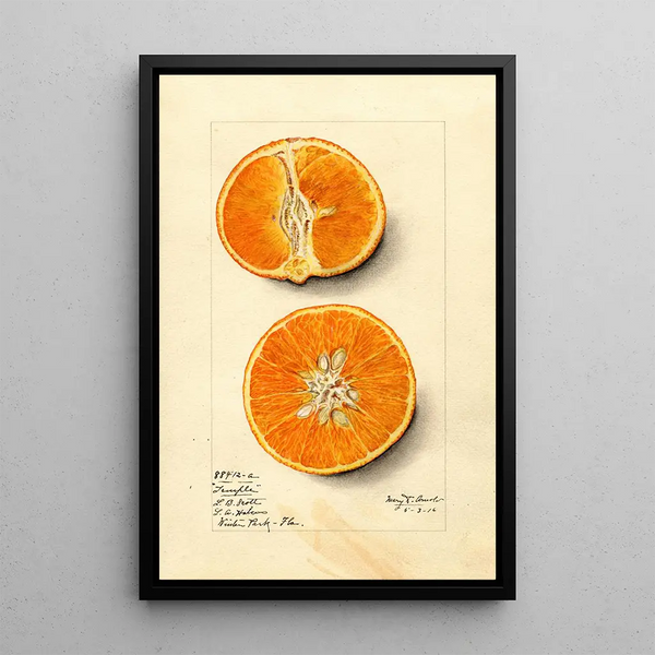 Citrus sinensis Temple - Mary Daisy Arnold — framed artwork on a wall