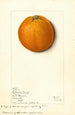 Citrus sinensis Valencia - Mary Daisy Arnold — artwork view