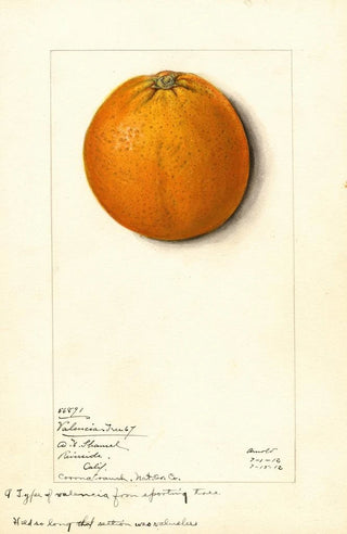 Mary Daisy Arnold - Citrus sinensis Valencia.webp