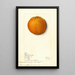 Citrus sinensis Valencia - Mary Daisy Arnold — framed artwork on a wall