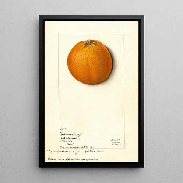 Citrus sinensis Valencia - Mary Daisy Arnold — framed artwork on a wall