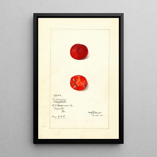 Cudrania tricuspidata - Mary Daisy Arnold — framed artwork on a wall