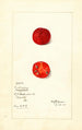 Cudrania tricuspidata - Mary Daisy Arnold — artwork view