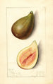 Ficus Silver - Mary Daisy Arnold — artwork view