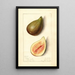 Ficus Silver - Mary Daisy Arnold — framed artwork on a wall