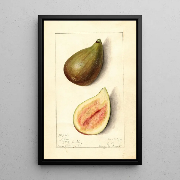 Ficus Silver - Mary Daisy Arnold — framed artwork on a wall