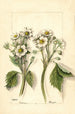 Fragaria - Mary Daisy Arnold — artwork view
