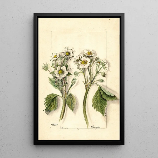 Fragaria - Mary Daisy Arnold — framed artwork on a wall