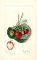 Fragaria Barrymore - Mary Daisy Arnold | Painting — artwork view