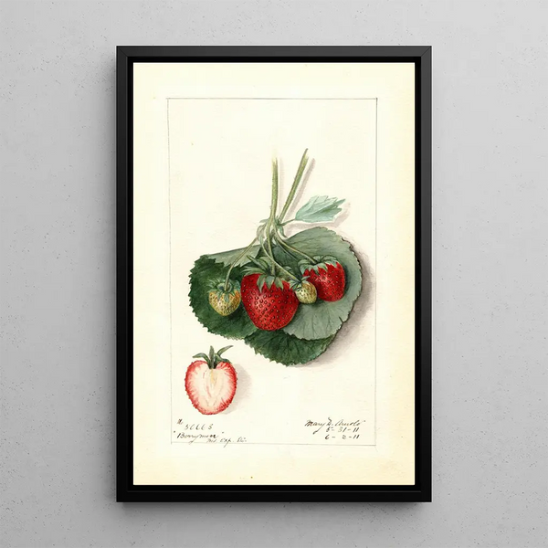 Fragaria Barrymore - Mary Daisy Arnold | Painting — framed artwork on a wall