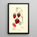 Fragaria Big Victor - Mary Daisy Arnold — framed artwork on a wall