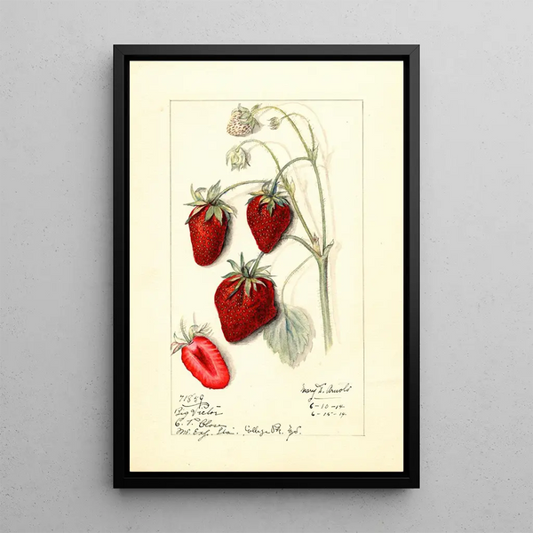 Fragaria Big Victor - Mary Daisy Arnold — framed artwork on a wall