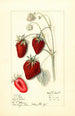 Fragaria Big Victor - Mary Daisy Arnold — artwork view