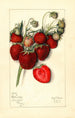 Fragaria Columbia - Mary Daisy Arnold — artwork view