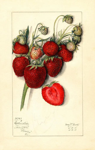 Mary Daisy Arnold - Fragaria Columbia.webp
