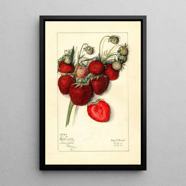 Fragaria Columbia - Mary Daisy Arnold — framed artwork on a wall