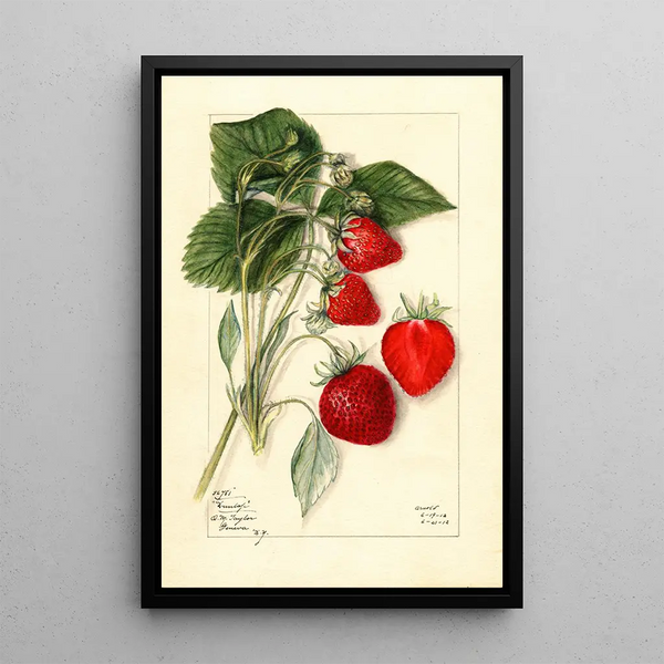 Fragaria Dunlap - Mary Daisy Arnold — framed artwork on a wall